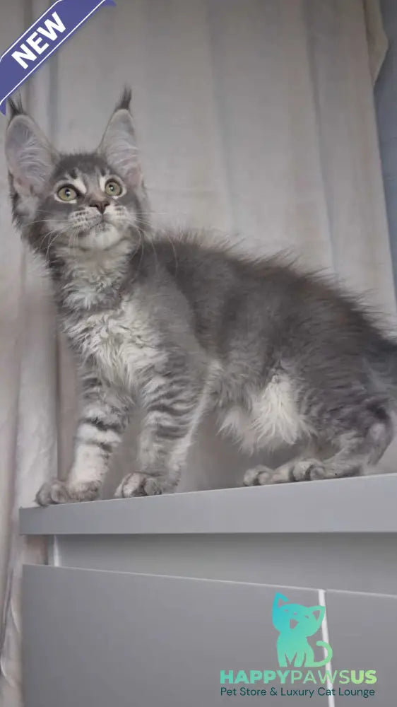 Nickol Maine Coon female blue ticked tabby - live animals