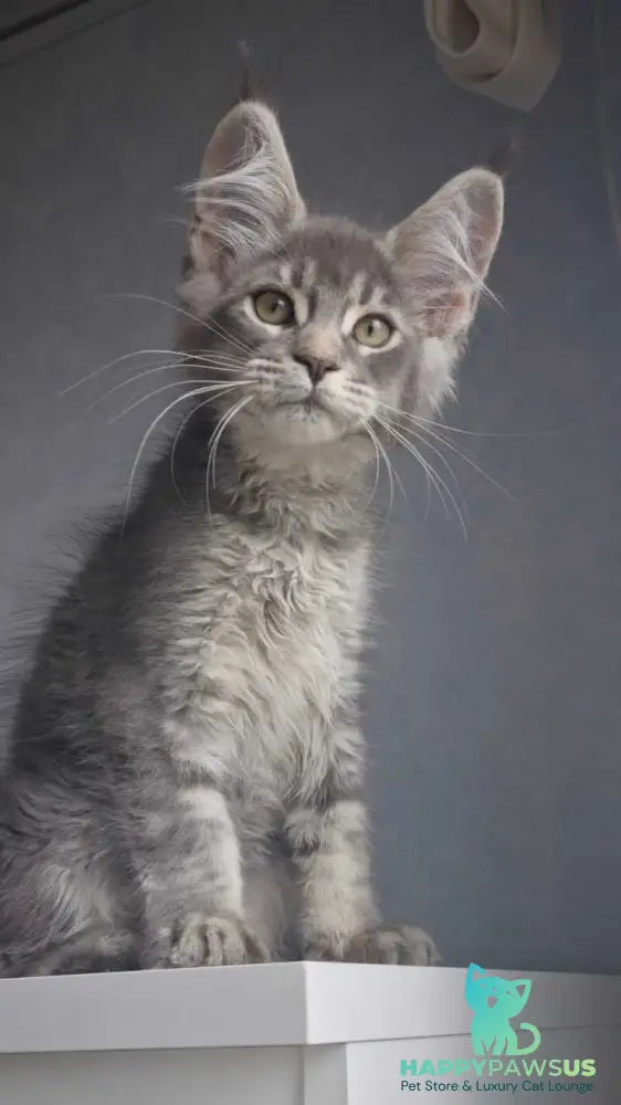 Nickol Maine Coon female blue ticked tabby - live animals