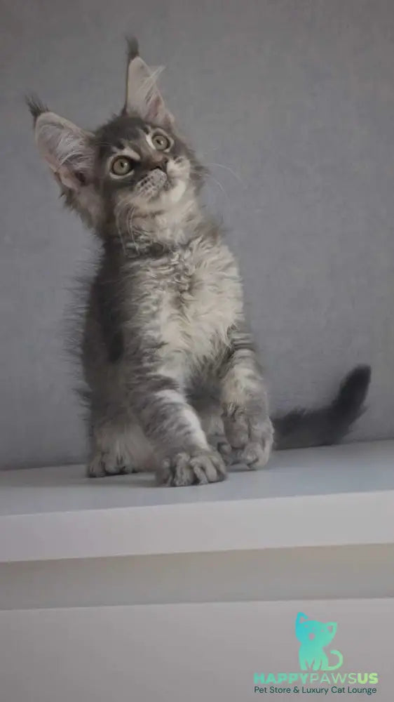 Nickol Maine Coon female blue ticked tabby - live animals