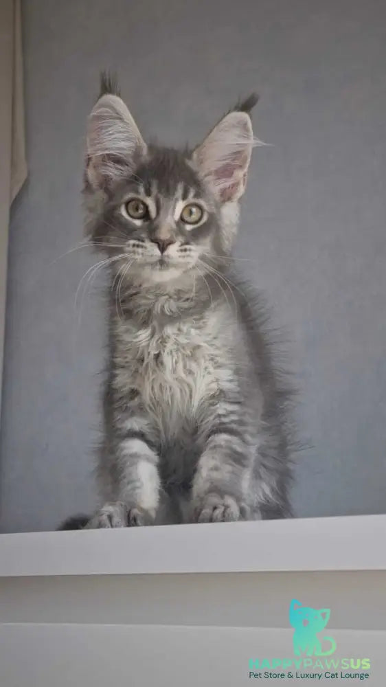 Nickol Maine Coon female blue ticked tabby - live animals