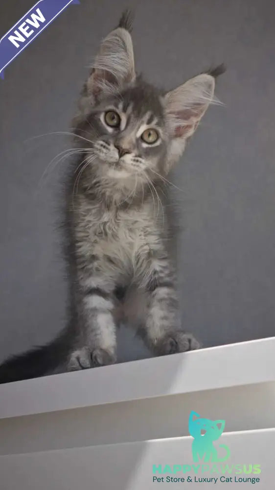 Nickol Maine Coon female blue ticked tabby - live animals