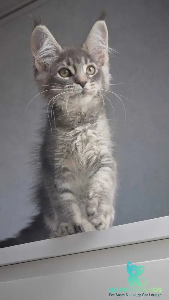 Nickol Maine Coon female blue ticked tabby - live animals