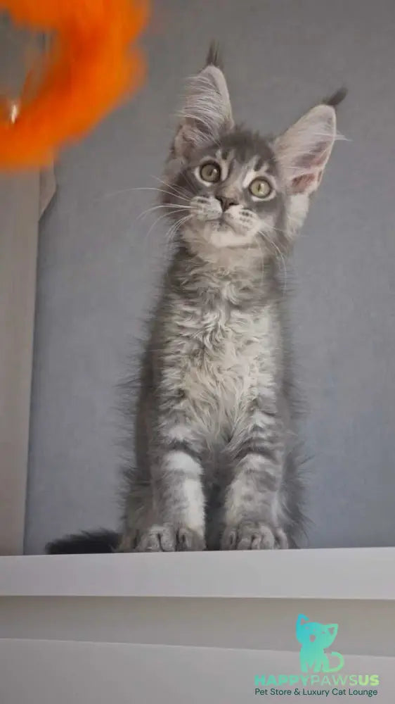Nickol Maine Coon female blue ticked tabby - live animals