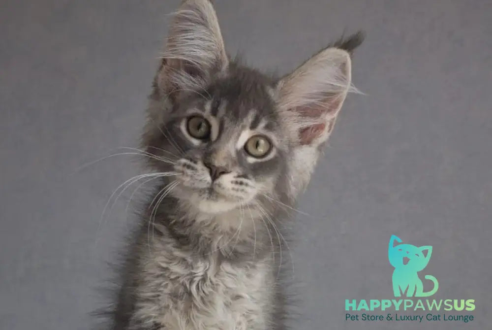 Nickol Maine Coon female blue ticked tabby - live animals