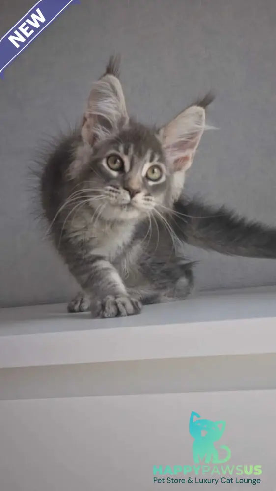 Nickol Maine Coon female blue ticked tabby - live animals