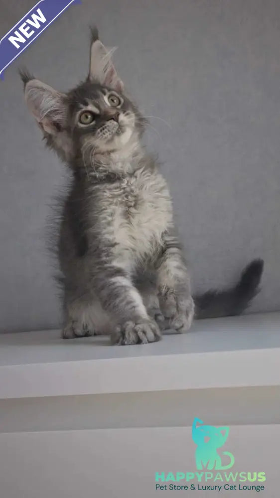 Nickol Maine Coon female blue ticked tabby - live animals