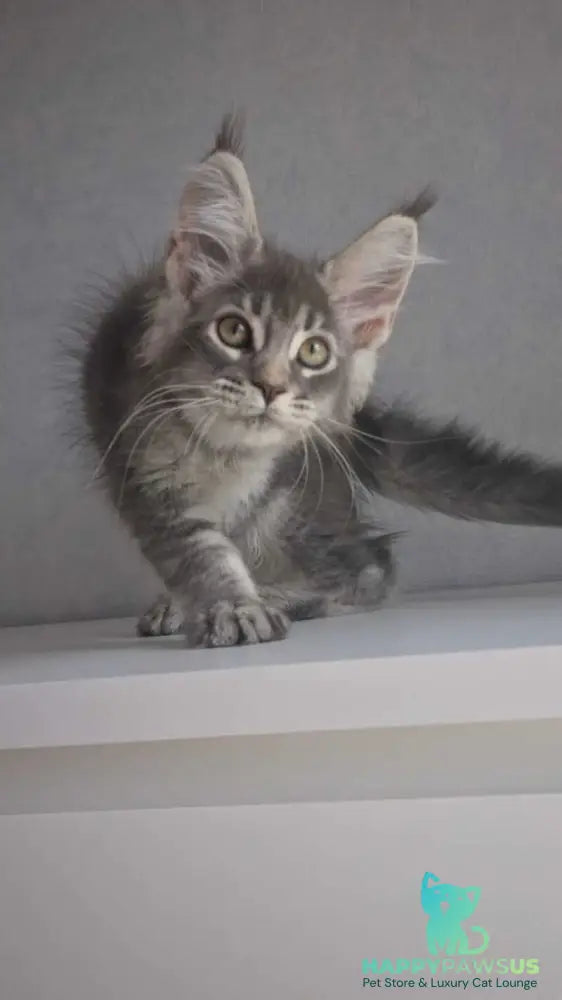 Nickol Maine Coon female blue ticked tabby - live animals