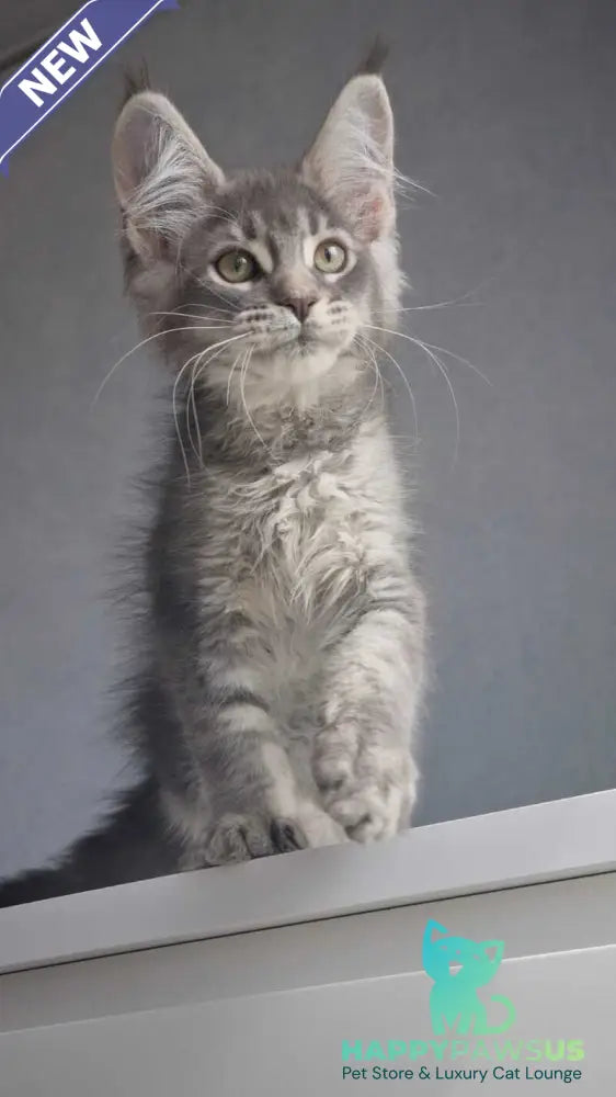 Nickol Maine Coon female blue ticked tabby - live animals