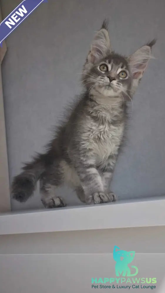 Nickol Maine Coon female blue ticked tabby - live animals