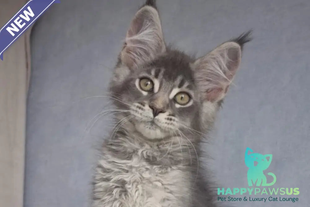 Nickol Maine Coon female blue ticked tabby - live animals