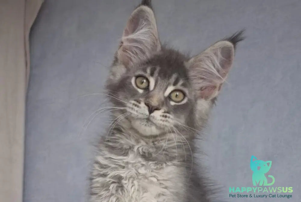 Nickol Maine Coon female blue ticked tabby - live animals