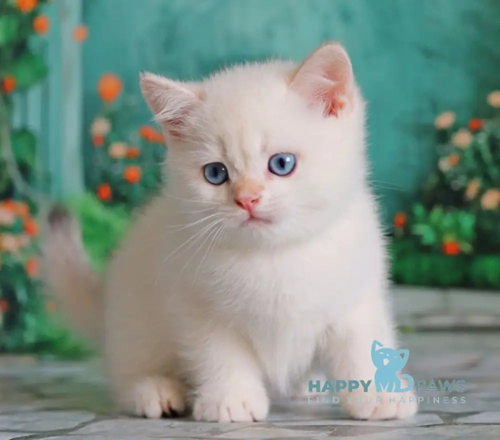 Nickolas British Shorthair male black golden chinchilla pointed live animals