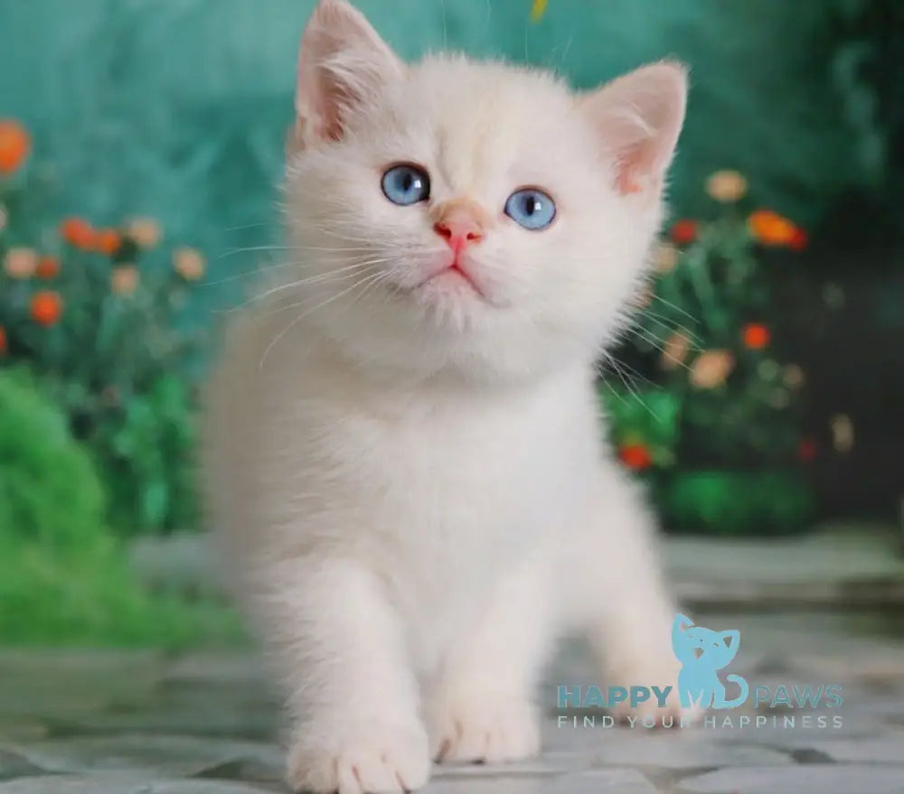 Nickolas British Shorthair male black golden chinchilla pointed live animals