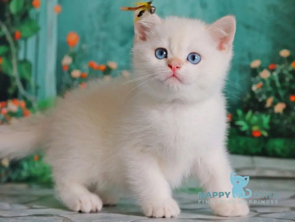 Nickolas British Shorthair male black golden chinchilla pointed live animals