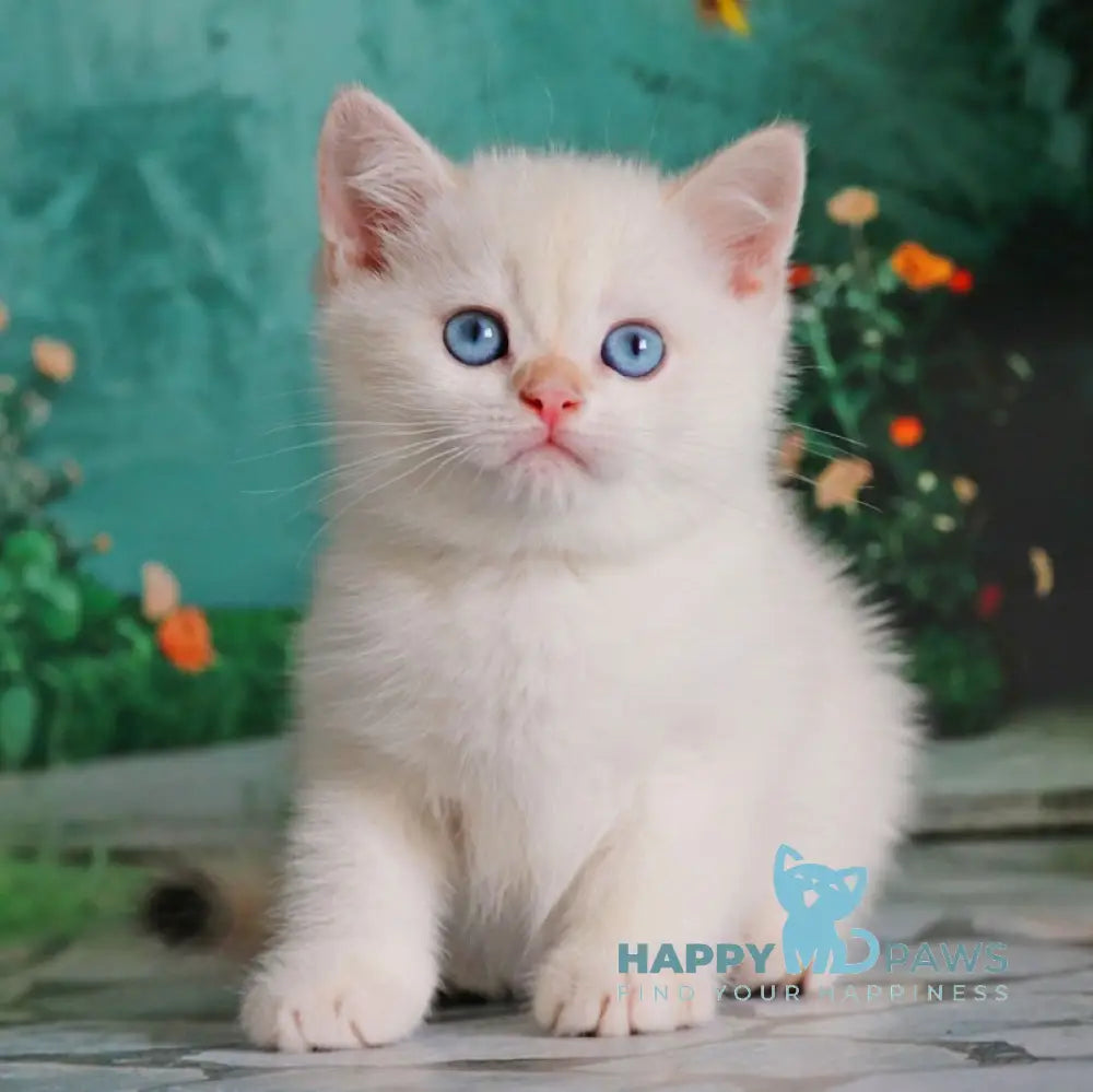 Nickolas British Shorthair male black golden chinchilla pointed live animals
