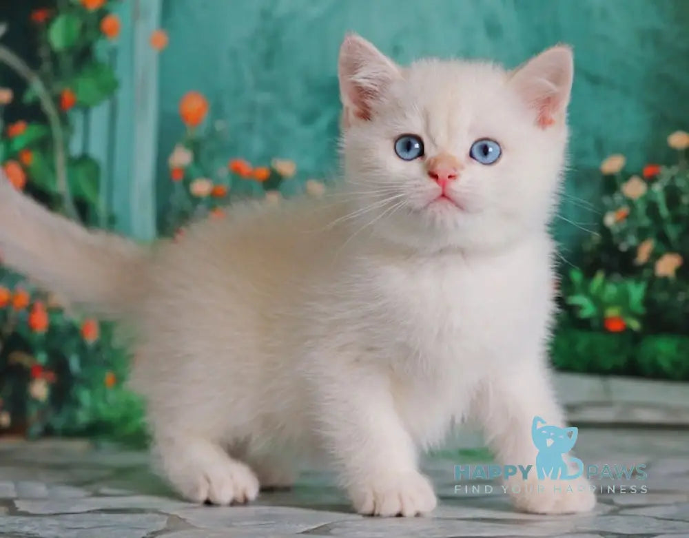 Nickolas British Shorthair male black golden chinchilla pointed live animals