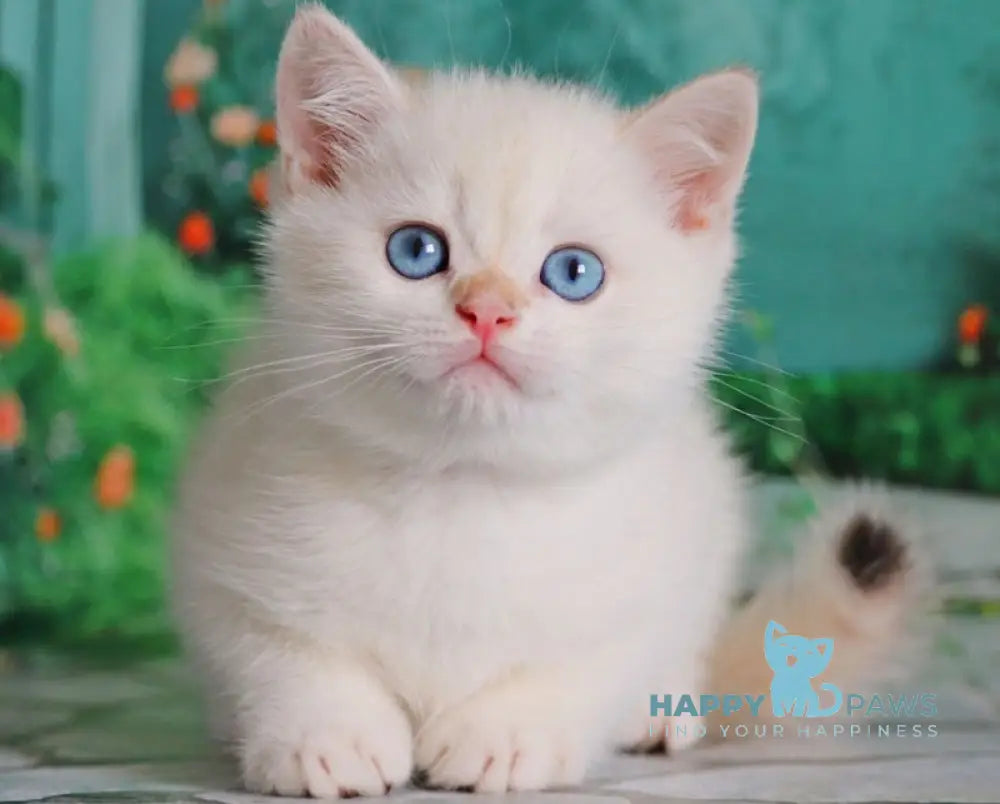Nickolas British Shorthair male black golden chinchilla pointed live animals