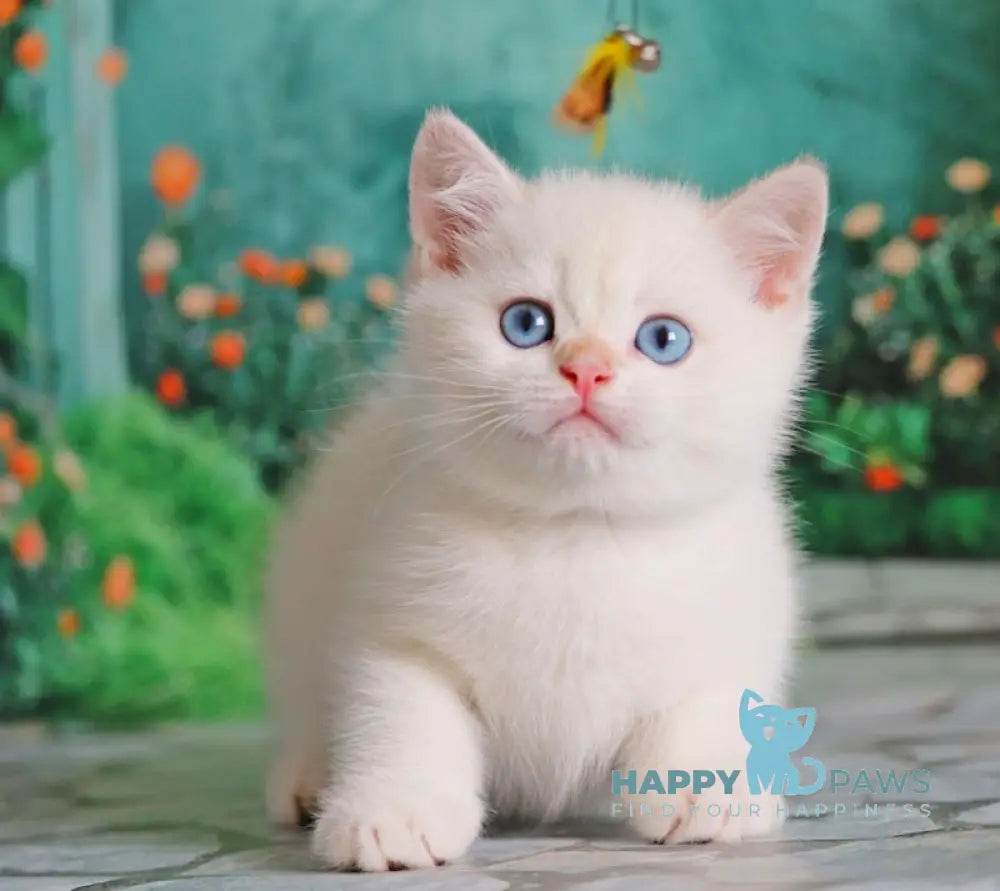 Nickolas British Shorthair male black golden chinchilla pointed live animals