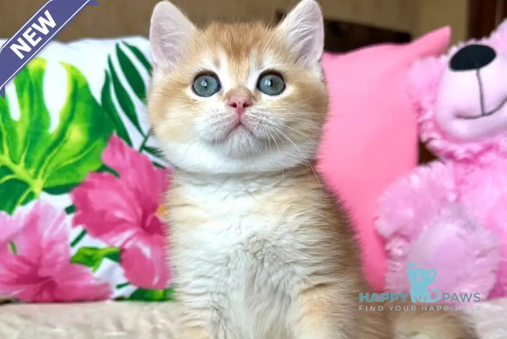 Nico British Shorthair male black golden chinchilla live animals