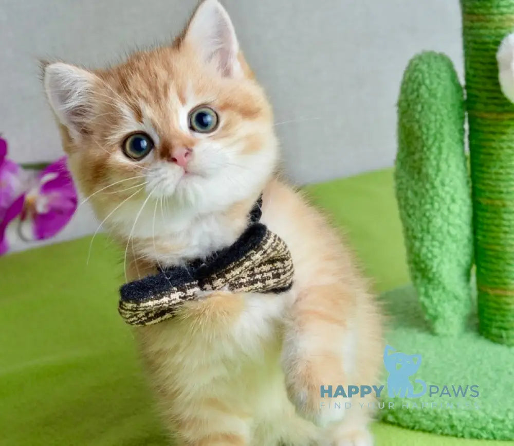 Nico Scottish Straight male black golden spotted tabby live animals