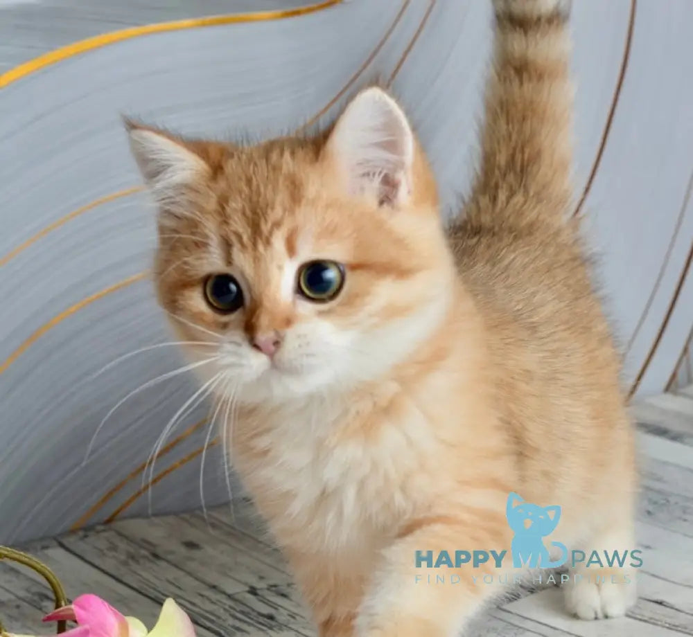 Nico Scottish Straight male black golden spotted tabby live animals