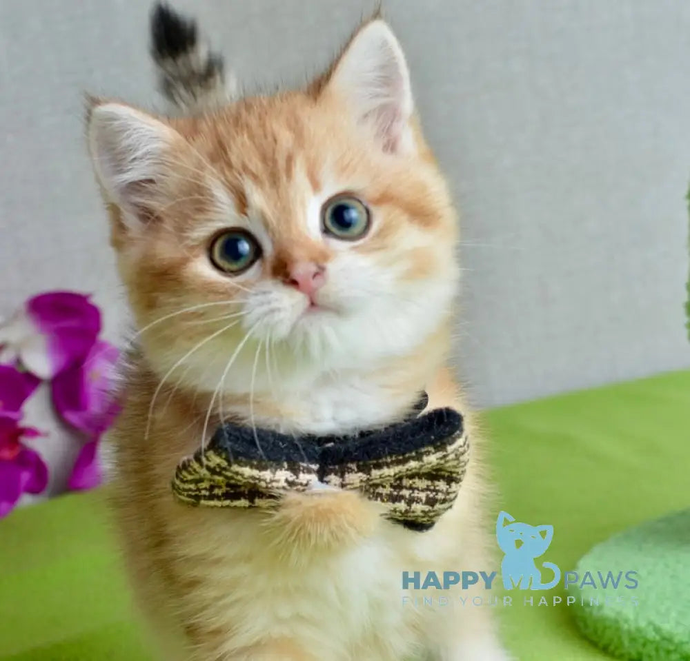 Nico Scottish Straight male black golden spotted tabby live animals