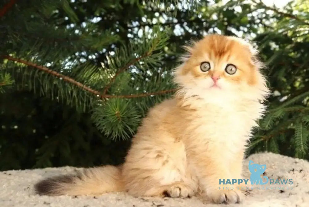 Nicolа Scottish Fold male black golden shaded live animals