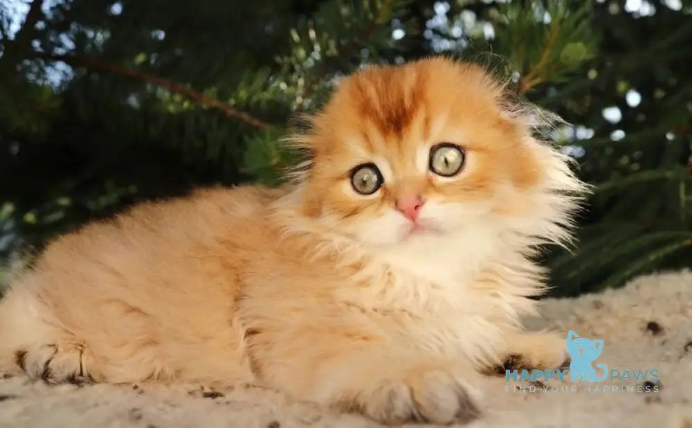 Nicolа Scottish Fold male black golden shaded live animals