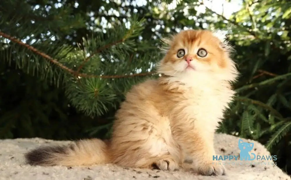 Nicolа Scottish Fold male black golden shaded live animals
