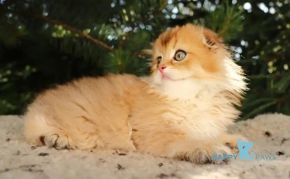 Nicolа Scottish Fold male black golden shaded live animals