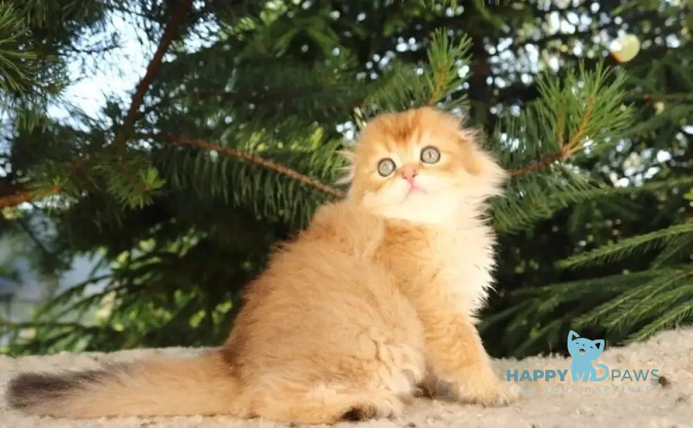 Nicolа Scottish Fold male black golden shaded live animals