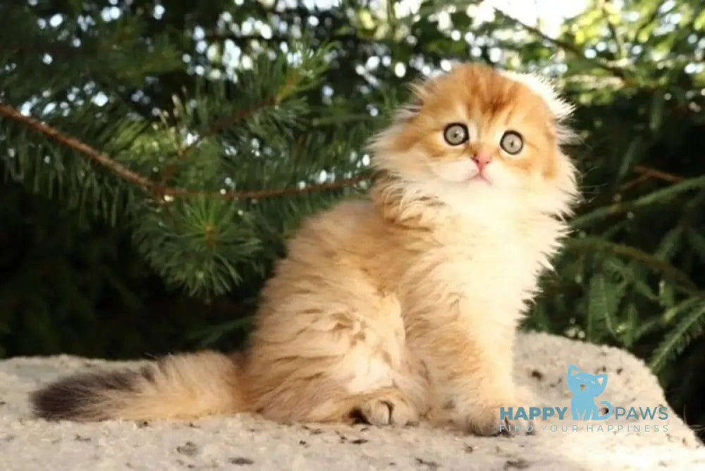Nicolа Scottish Fold male black golden shaded live animals