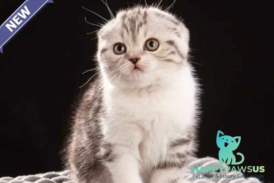 Nicolas Scottish Fold male black silver tabby bicolour - live animals