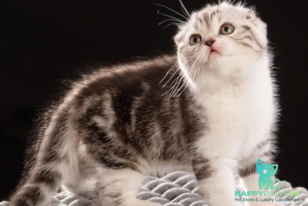 Nicolas Scottish Fold male black silver tabby bicolour - live animals