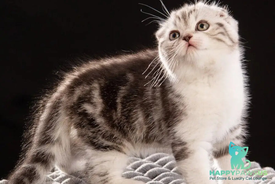 Nicolas Scottish Fold male black silver tabby bicolour - live animals
