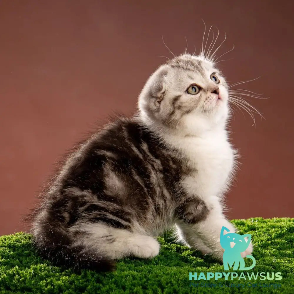 Nicolas Scottish Fold male black silver tabby bicolour - live animals