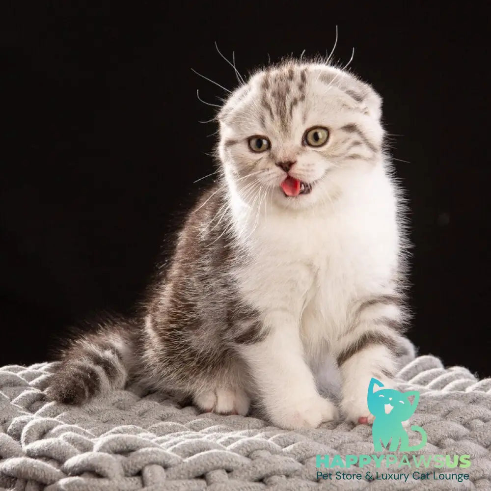Nicolas Scottish Fold male black silver tabby bicolour - live animals