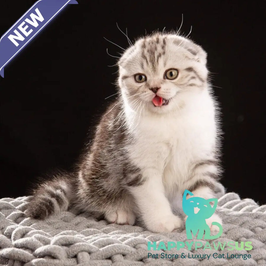 Nicolas Scottish Fold male black silver tabby bicolour - live animals