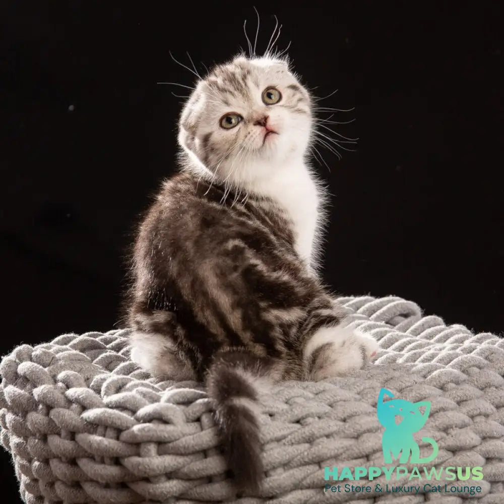 Nicolas Scottish Fold male black silver tabby bicolour - live animals