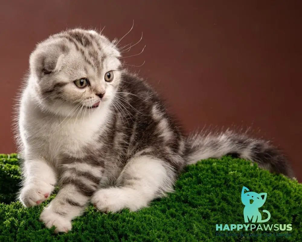 Nicolas Scottish Fold male black silver tabby bicolour - live animals