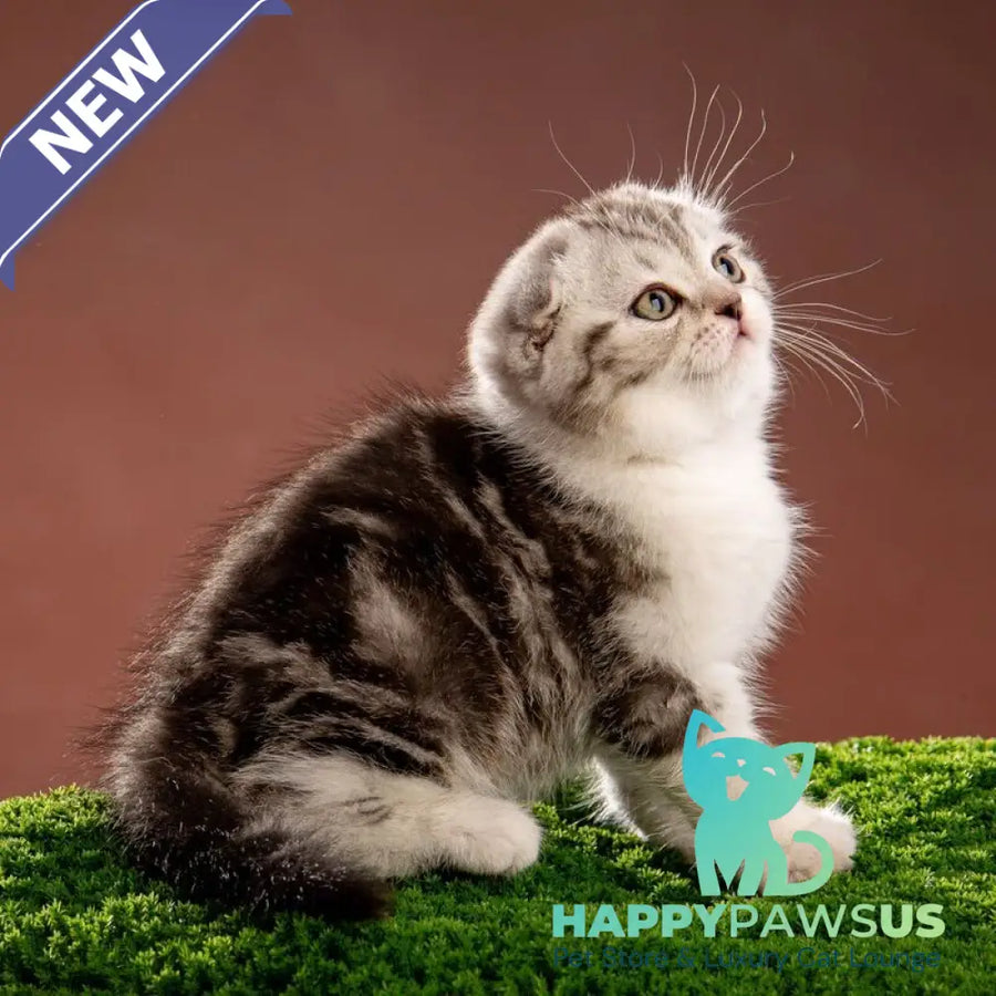 Nicolas Scottish Fold male black silver tabby bicolour - live animals