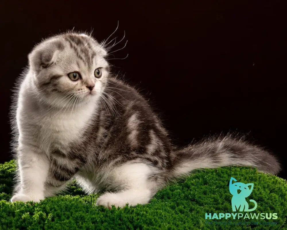 Nicolas Scottish Fold male black silver tabby bicolour - live animals