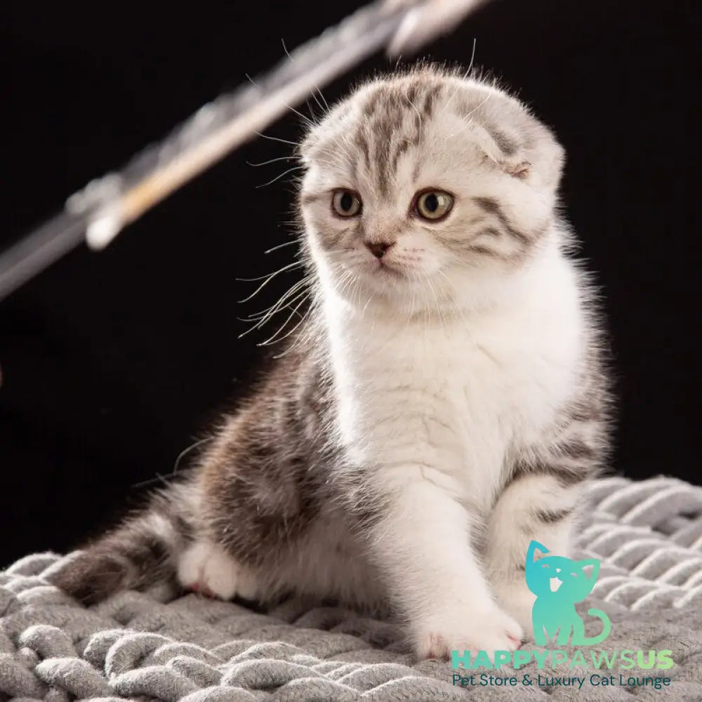 Nicolas Scottish Fold male black silver tabby bicolour - live animals