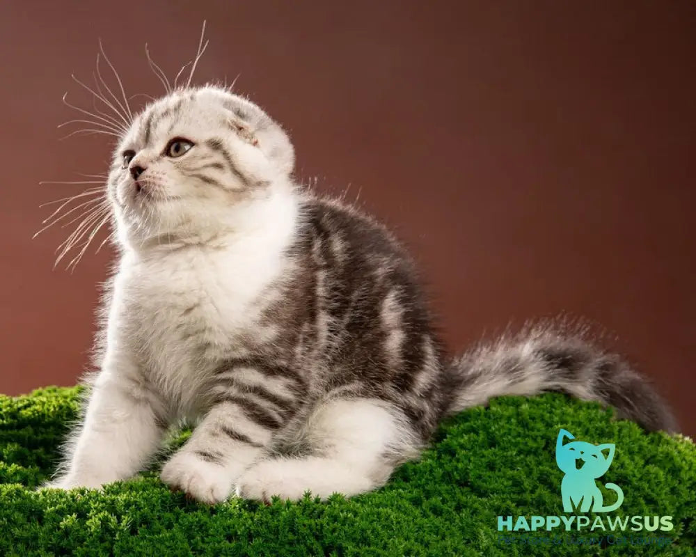 Nicolas Scottish Fold male black silver tabby bicolour - live animals