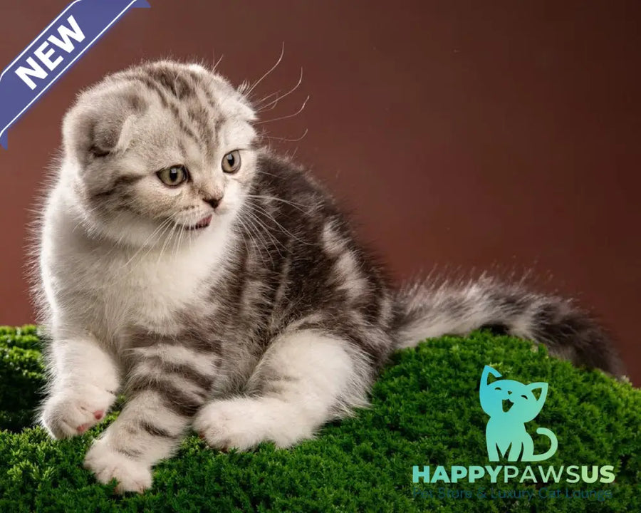 Nicolas Scottish Fold male black silver tabby bicolour - live animals