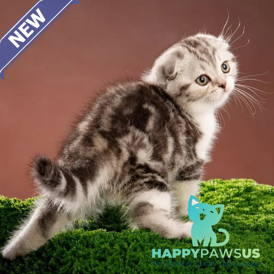 Nicolas Scottish Fold male black silver tabby bicolour - live animals