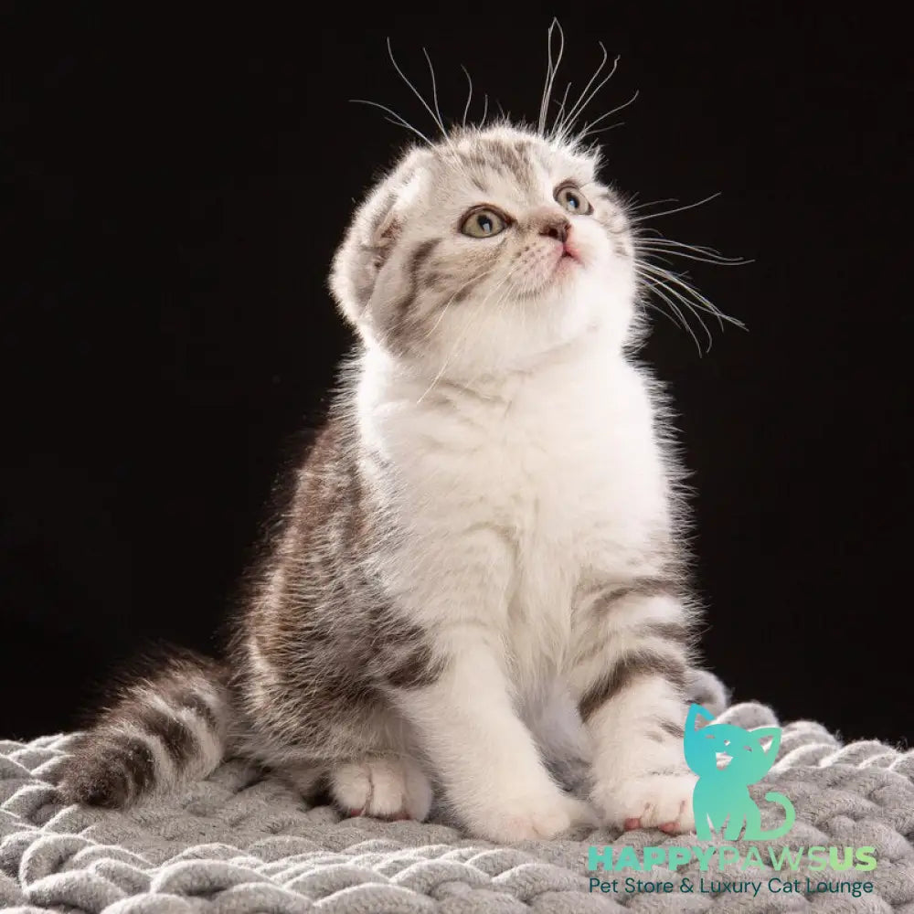 Nicolas Scottish Fold male black silver tabby bicolour - live animals