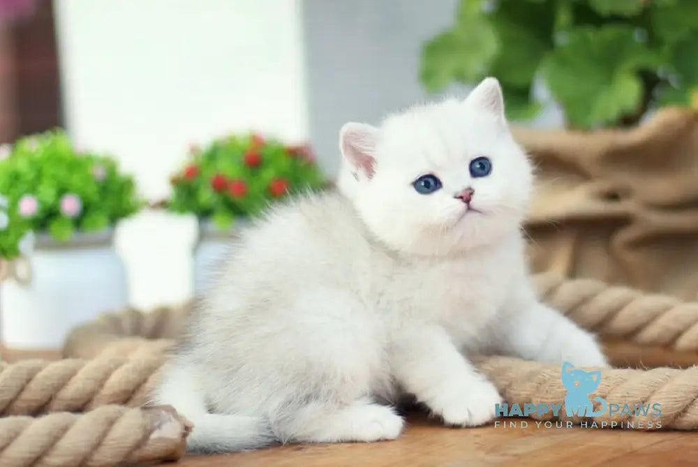Nicole British Shorthair female black golden shaded live animals