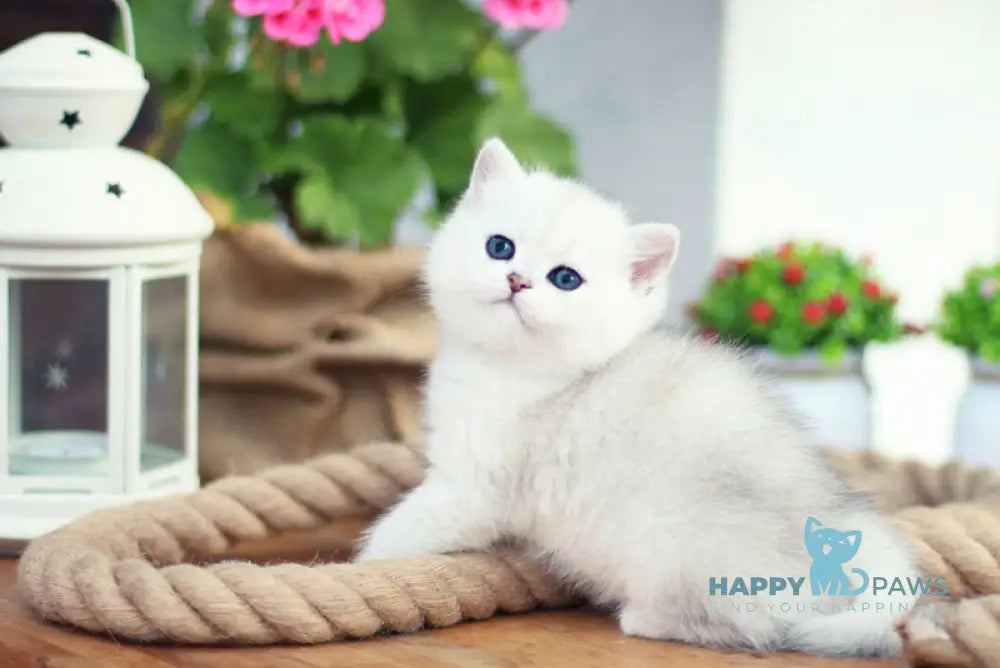 Nicole British Shorthair female black golden shaded live animals