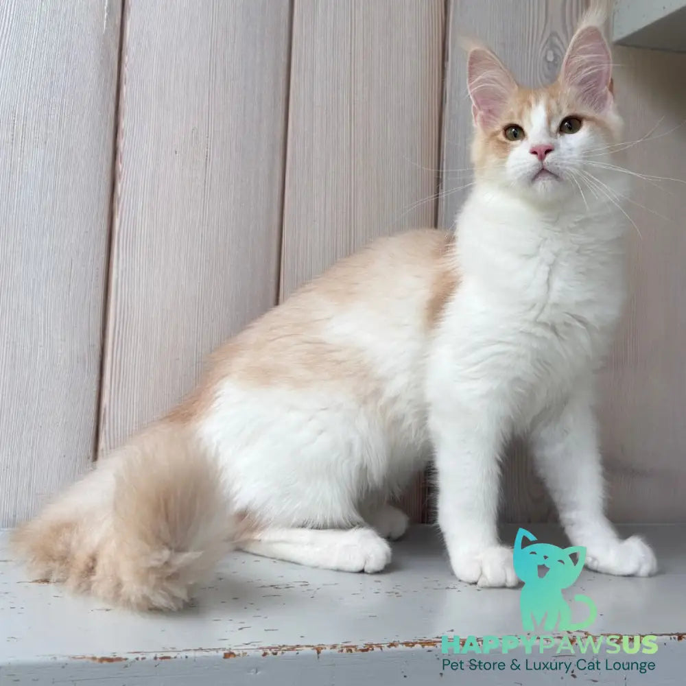 Nicole Maine Coon female cream silver spotted tabby bicolour - live animals